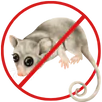 Possum Removal Burwood